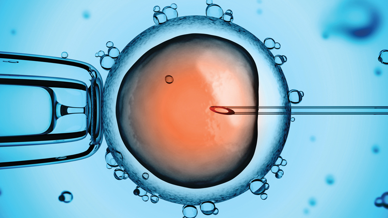 Imagem microscópica de injeção intracitoplasmática de espermatozoide